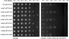 Figure 1—figure supplement 1.
