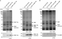 Figure 1—figure supplement 2.