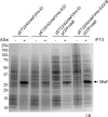 Figure 4—figure supplement 1.