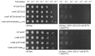 Figure 5—figure supplement 1.