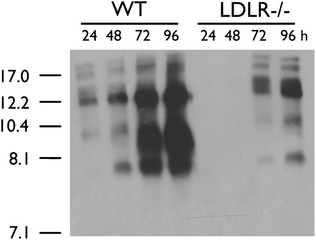 Fig. 5.