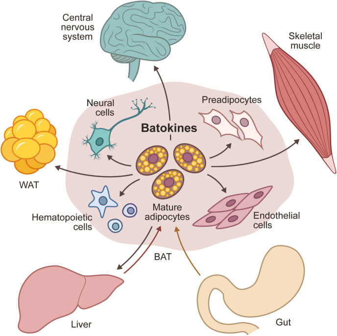 Graphical Abstract