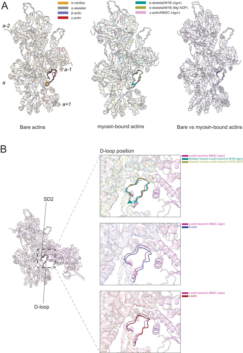 Structural insights into actin isoforms - PMC