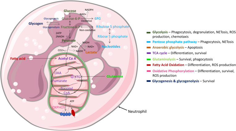 Figure 4