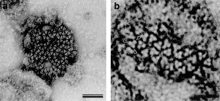 FIG. 1