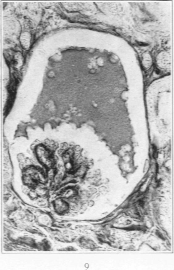 Fig. 9