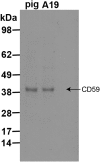 Fig. S2.