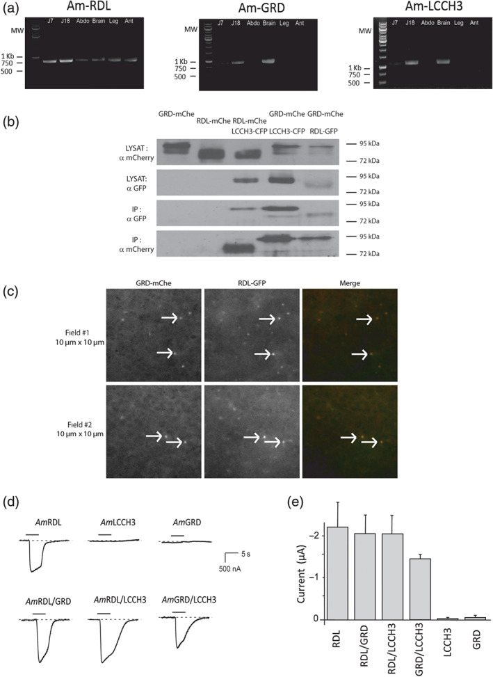 FIGURE 2