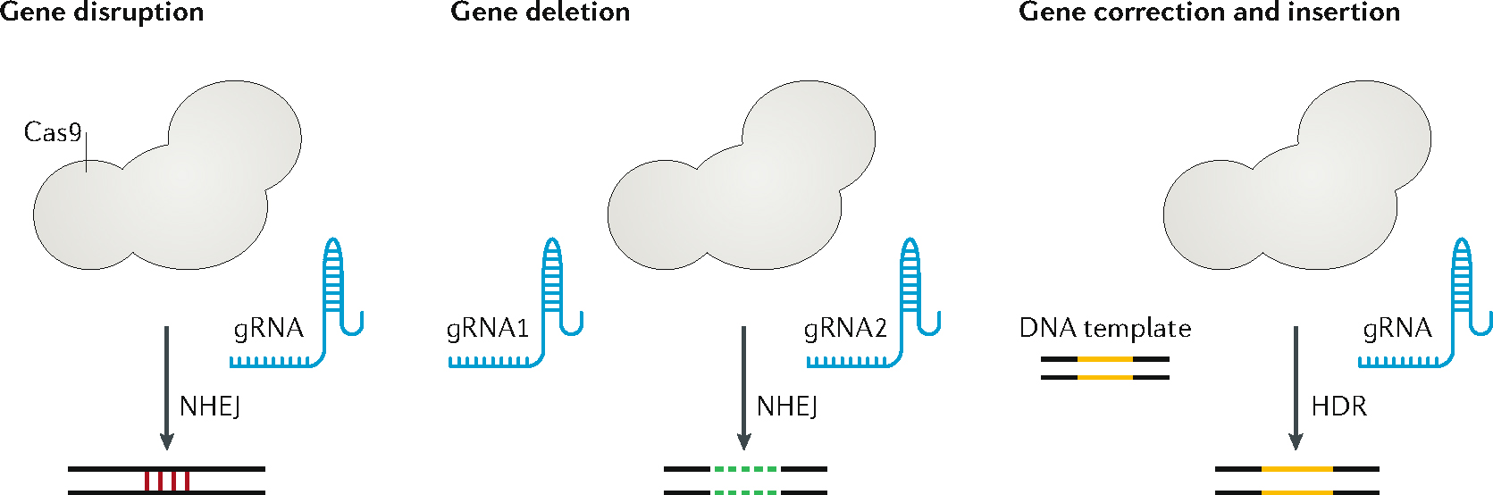 graphic file with name nihms-1581661-f0001.jpg