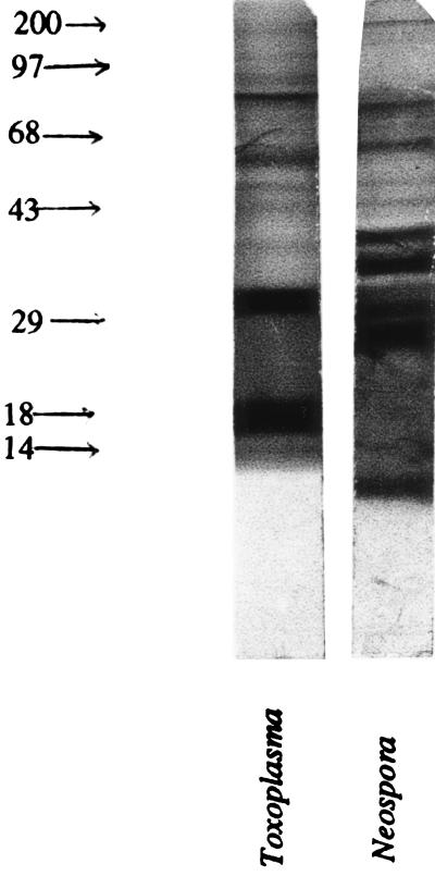 FIG. 8