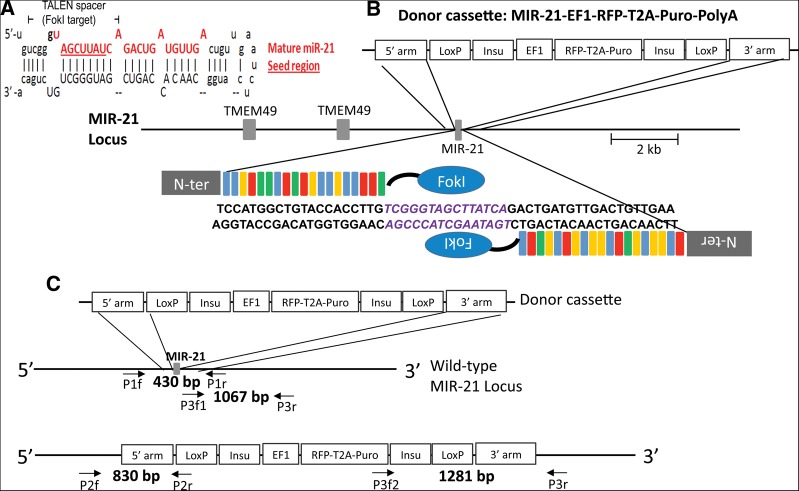 FIGURE 1.