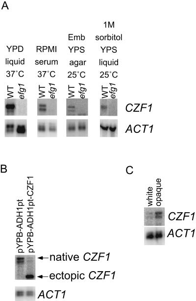 FIG. 5.