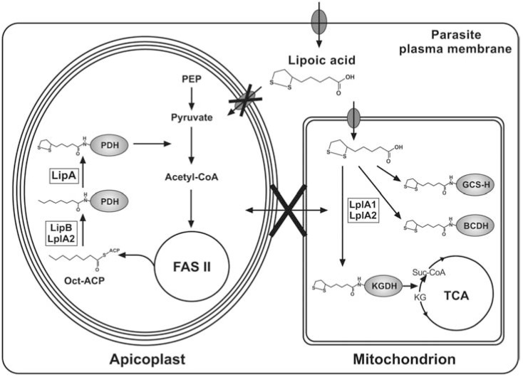 Fig. (4)