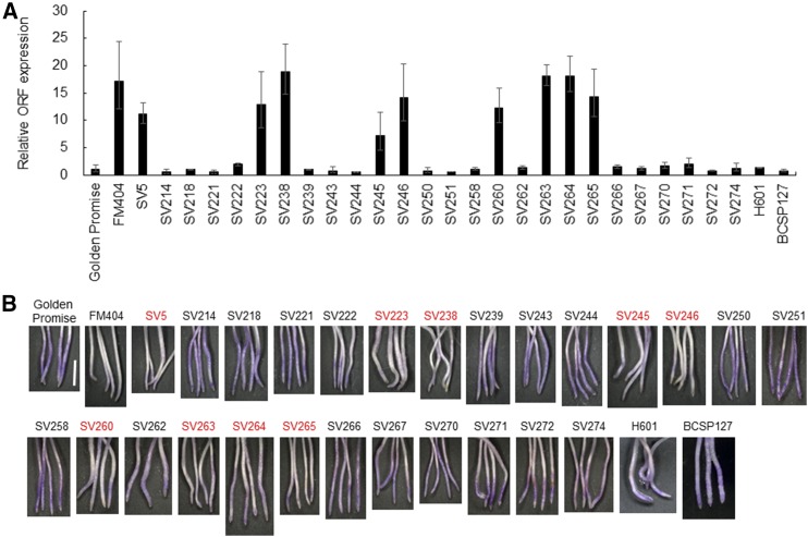 Figure 5.