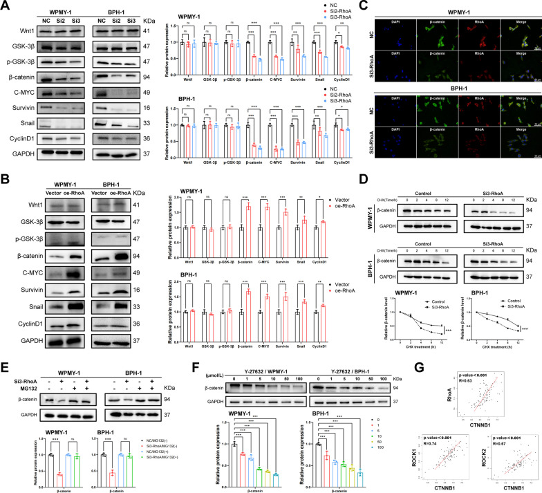 Mechanism of RhoA regulating benign prostatic hyperplasia: RhoA-ROCK-β ...