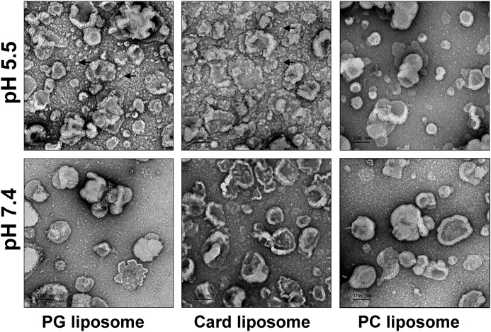 Figure 4.