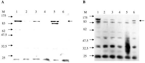 FIG. 5.