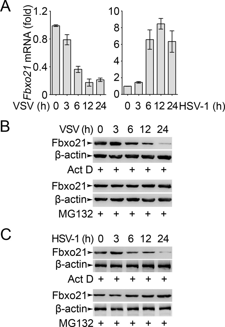 Figure 6—figure supplement 1.