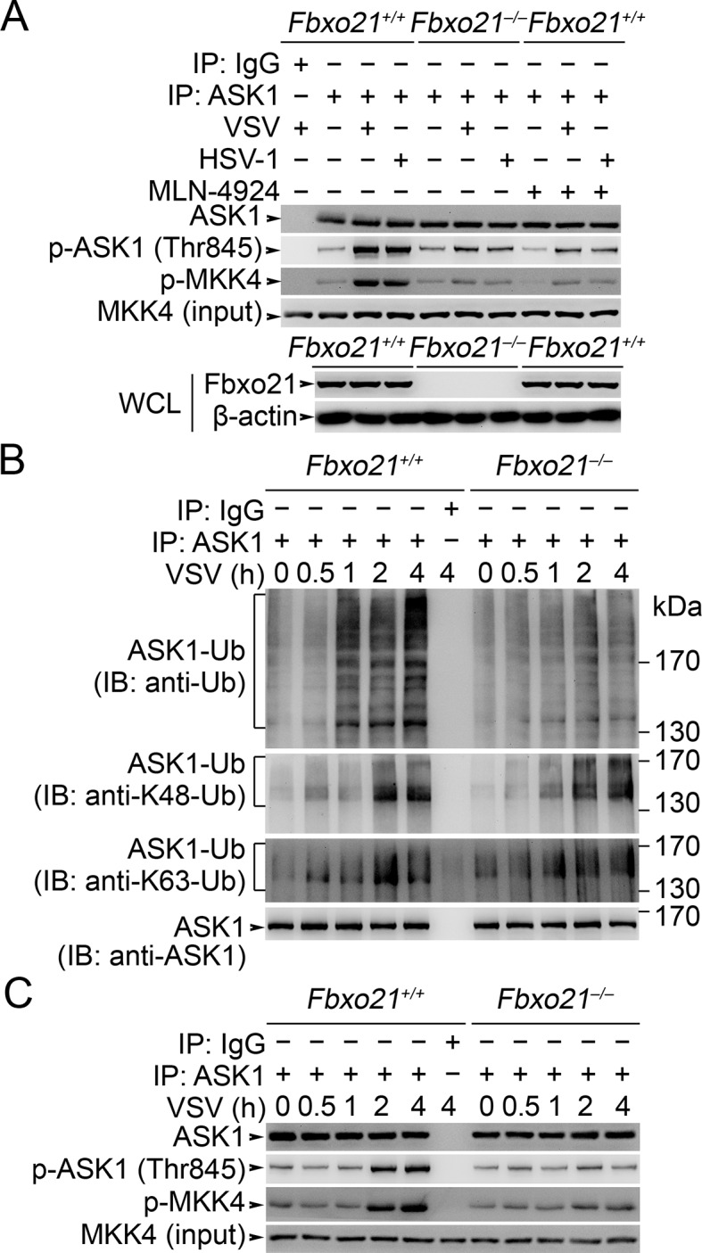 Figure 7—figure supplement 3.