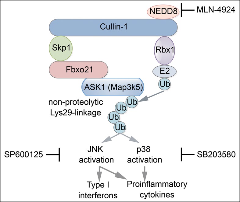 Figure 9—figure supplement 1.