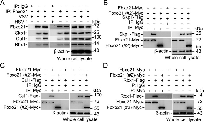 Figure 5—figure supplement 2.