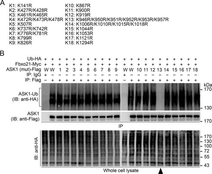 Figure 7—figure supplement 2.