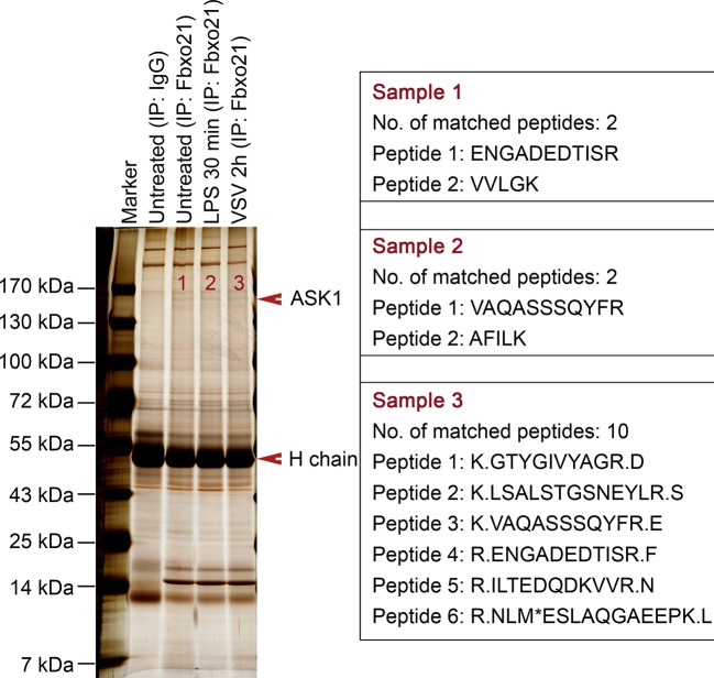 Figure 5—figure supplement 1.