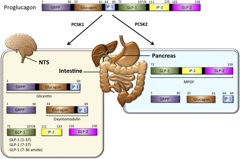 Figure 1