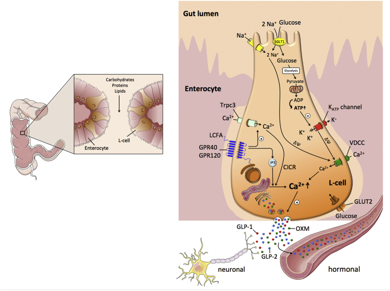 Figure 3