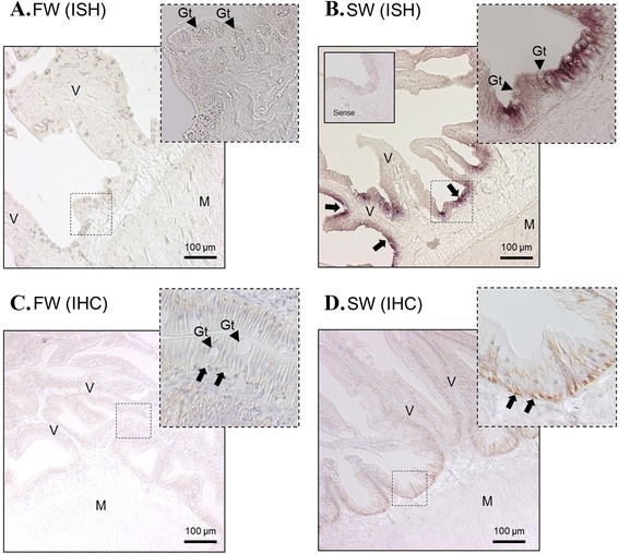 Fig. 7