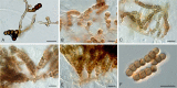 Fig. 22.