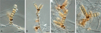 Fig. 24.