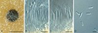 Fig. 15.