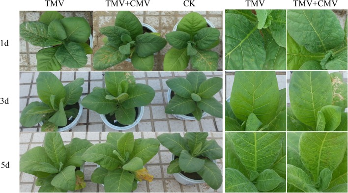 Fig. 1