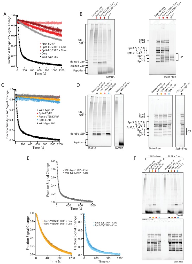 Figure 4—figure supplement 1.