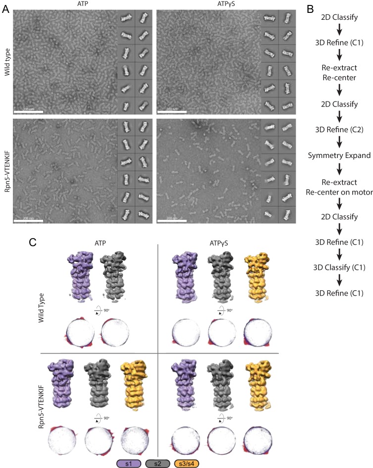 Figure 2—figure supplement 1.