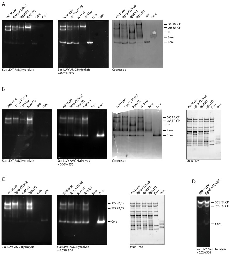 Figure 1—figure supplement 2.