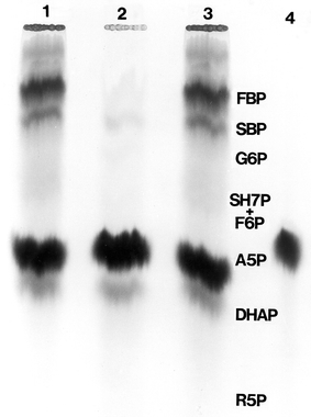 Fig. 7