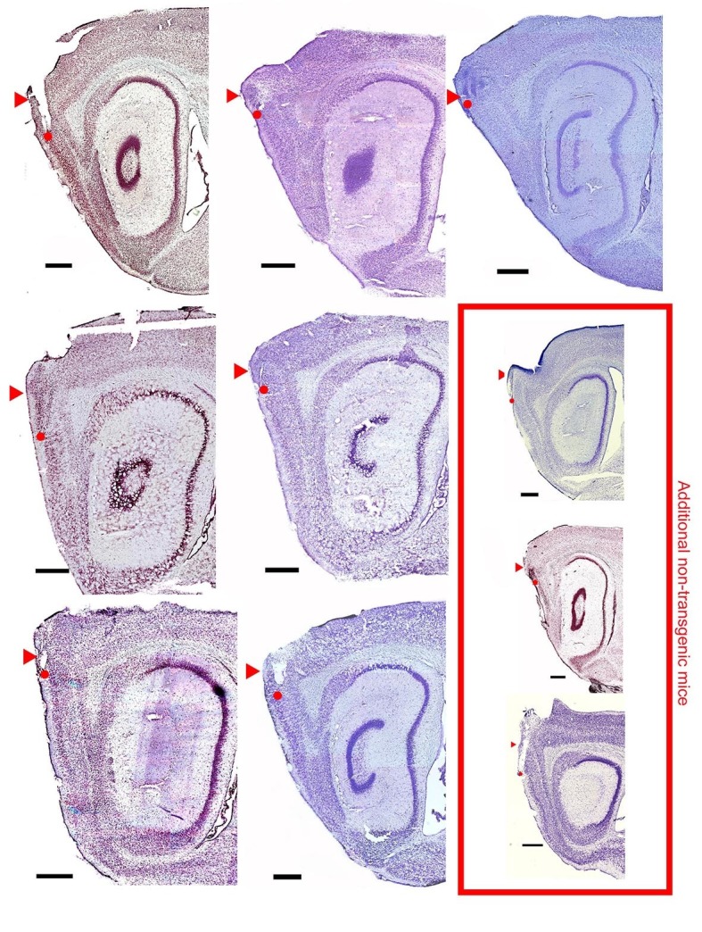 Figure 1—figure supplement 3.