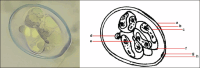 Fig. 3.