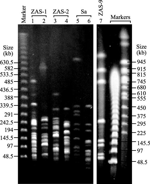 FIG. 2.