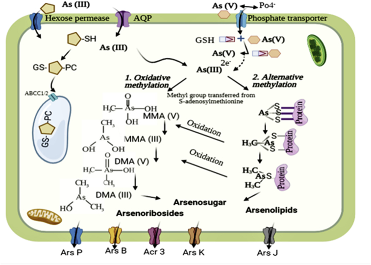 Figure 6