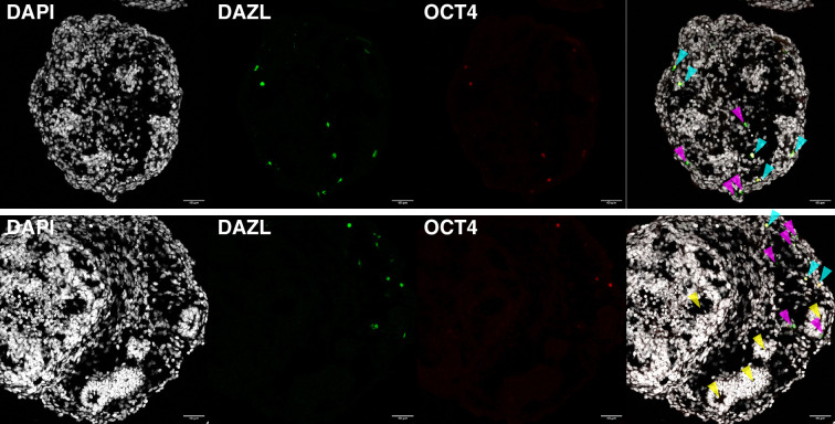 Figure 5—figure supplement 1.