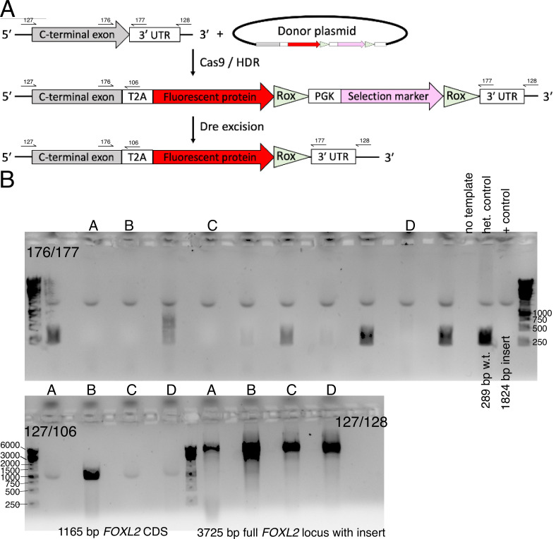 Figure 2—figure supplement 1.