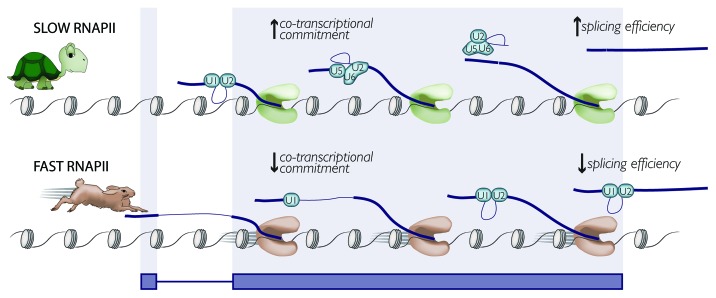 graphic file with name rna-11-313-g1.jpg