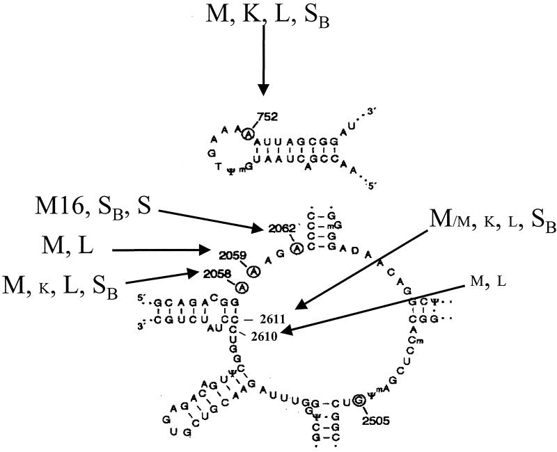 FIG. 2.