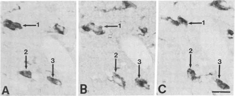 graphic file with name pnas00629-0247-a.jpg