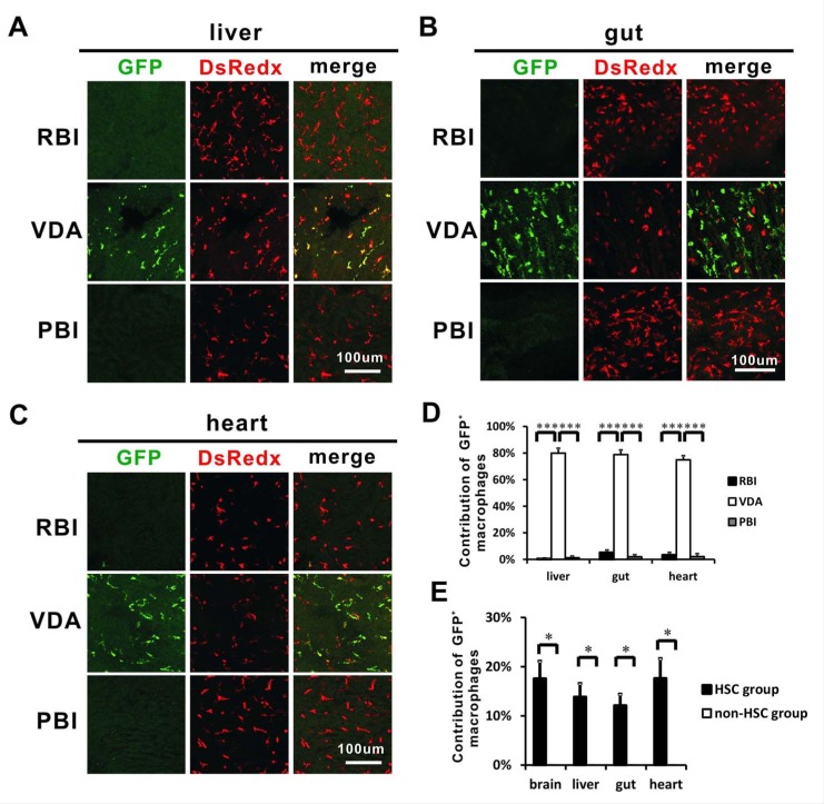 Figure 5—figure supplement 1.