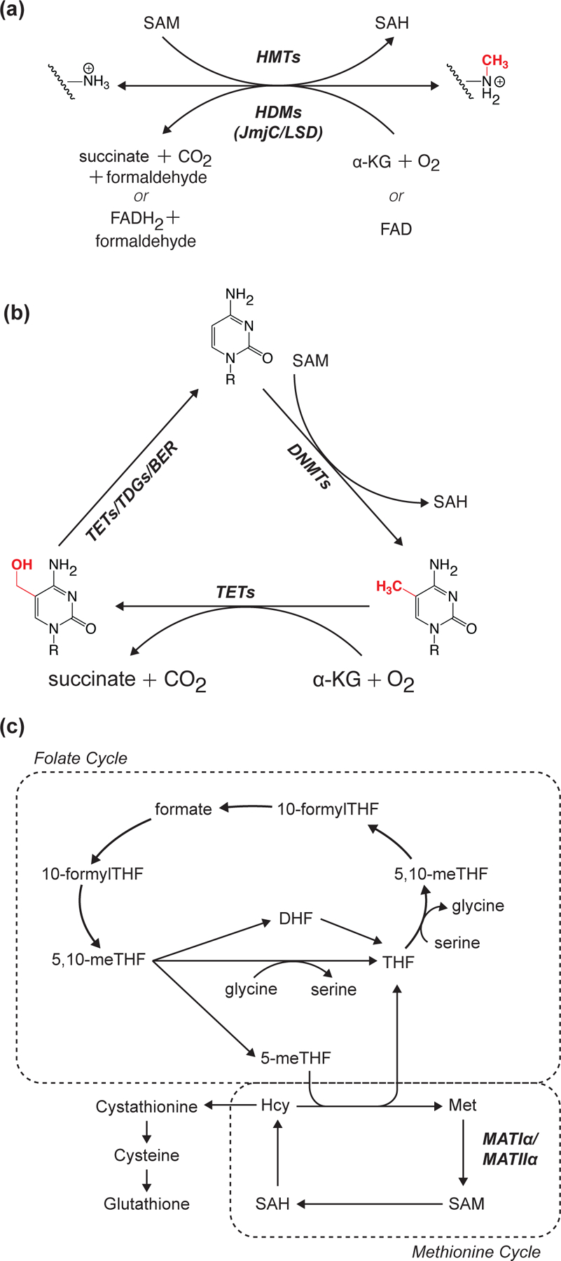 Figure 4: