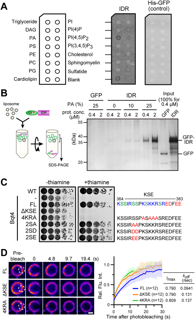 Figure 4